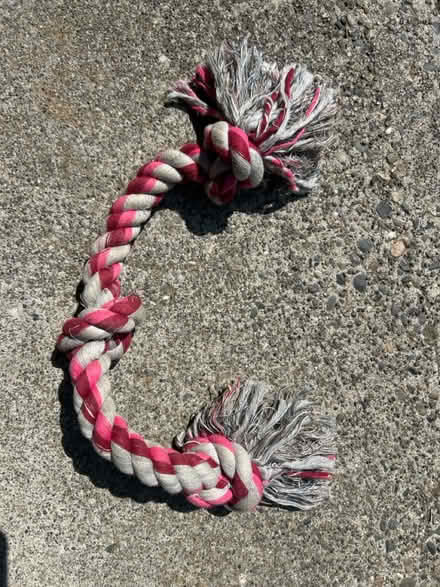 Photo of free Dog rope toy (Maple Leaf) #1