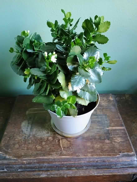 Photo of free Houseplants (Edgewood/Alb eastside) #1