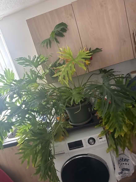 Photo of free Large Monstera Plant (Clydebank) #2