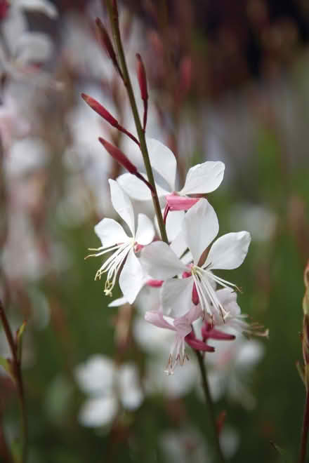 Photo of Gaura cuttings (Hampstead NW3) #1