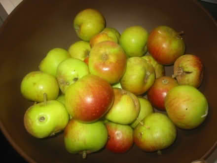 Photo of free Apples Golden delicious (Great Holland ,CO13) #1