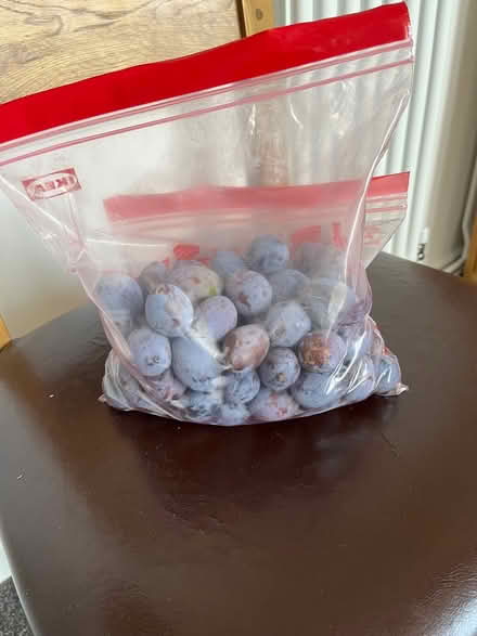 Photo of free Newly picked plums (Harwell OX11) #1