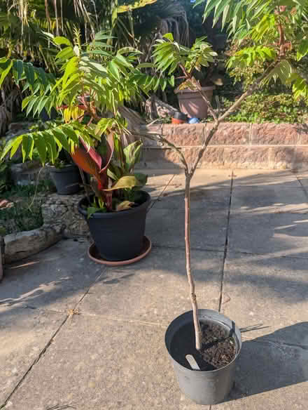 Photo of free Garden Shrub/Tree (Old Town TN40) #1