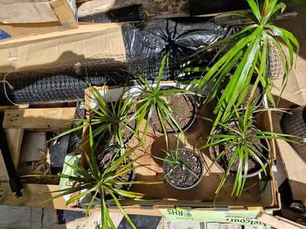 Photo of free House plants (Denton M34) #4