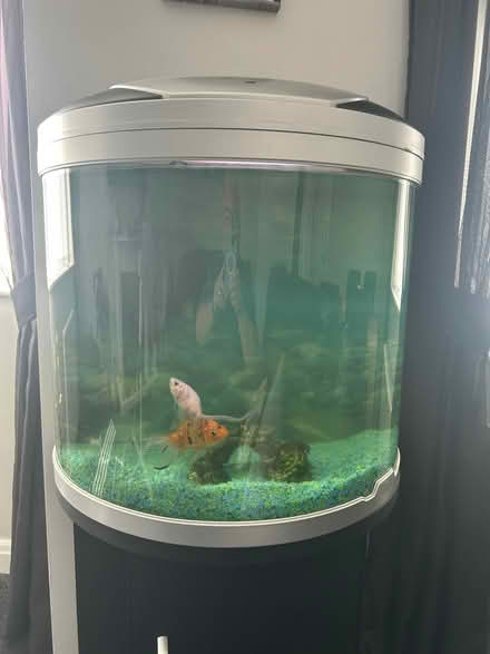 Photo of free Fish tank on black cabinet (60L) complete with two gold fish (Lawnswood LS16) #1