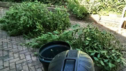 Photo of free Fresh bay leaves (Oakwood LS8) #1