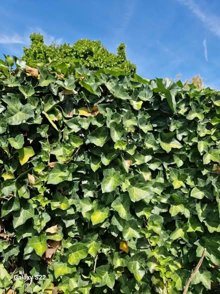 Photo of free Ivy Plant (Gidea Park RM2) #2