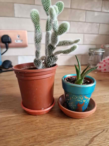 Photo of free House plants (Combe Down BA2) #1