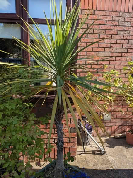 Photo of free Cordyline plant (Lucan) #1