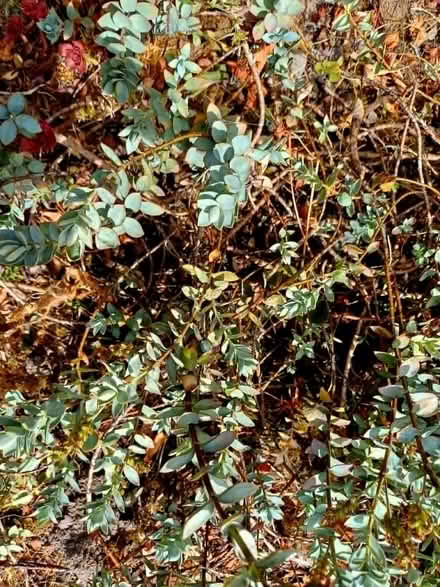 Photo of free Low growing Hebe Dark Purple flowers (Ettingshall WV4) #3