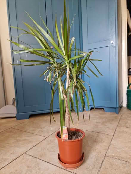 Photo of free House plants (Combe Down BA2) #2