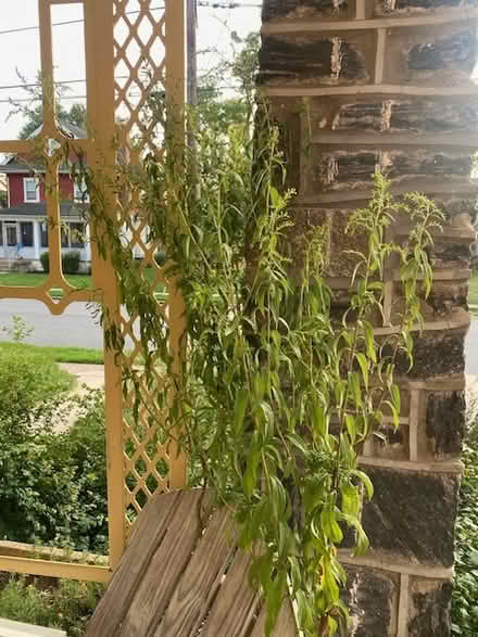 Photo of free Giant Goldenrod (Near Brookline Blvd havertown) #1