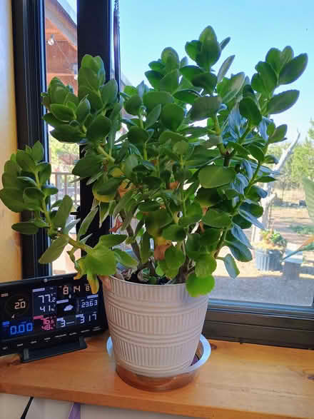 Photo of free Houseplants (Edgewood/Alb eastside) #2