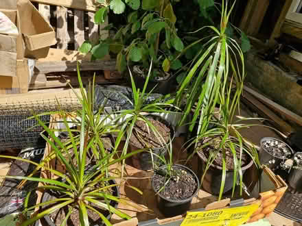 Photo of free House plants (Denton M34) #3