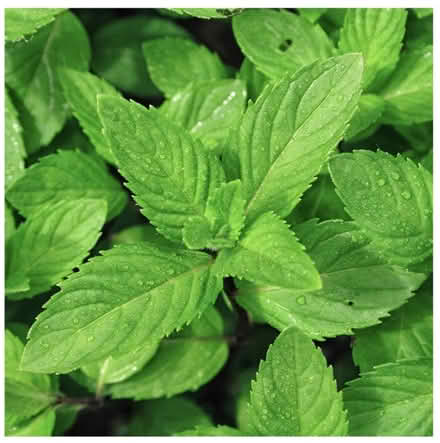 Photo of Garden mint (Norwich NR1) #1