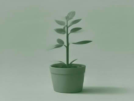 Photo of Privet plant (Croydon CR2) #1