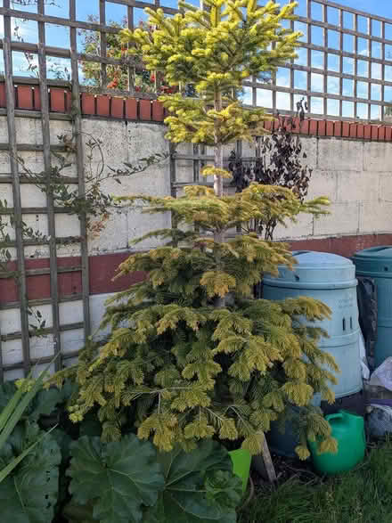 Photo of free Christmas Trees x 2 (Lucan) #2