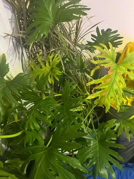 Photo of free 2 Large Plants (Clydebank) #2