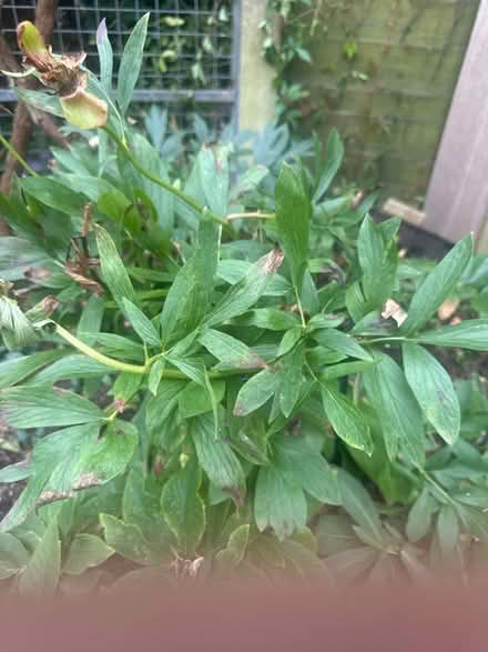Photo of free Red peony (Heysham LA3) #1