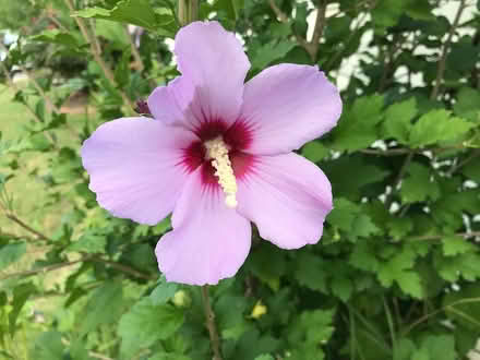 Photo of free Rose of Sharon cuttings (Seven Oaks) #1