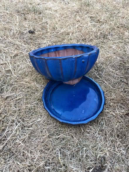 Photo of free Four Bonsai planters and food (Chewton Keynsham BS31) #2