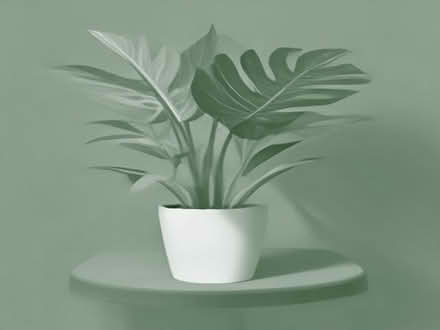 Photo of Monstera/cheeseplant (Hailsham BN27) #1