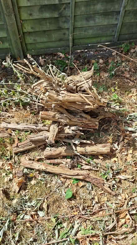 Photo of free Firewood logs from dead Buddleia cut to size. (Sherrard's Green WR14) #1
