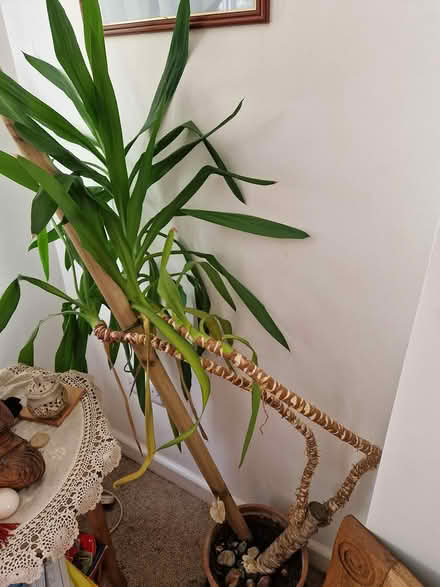Photo of free Yucca Plant (Colehill, Wimborne BH21) #1