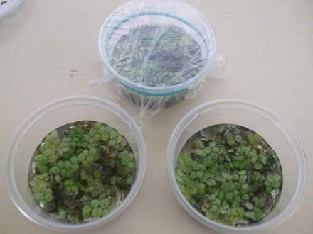 Photo of free Salvinium aquarium floating plants (Stretford M32) #1