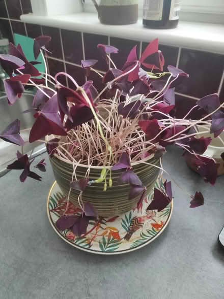 Photo of free Oxalis plant (without pot) (Orchard Brae/Comely Bank EH4) #1