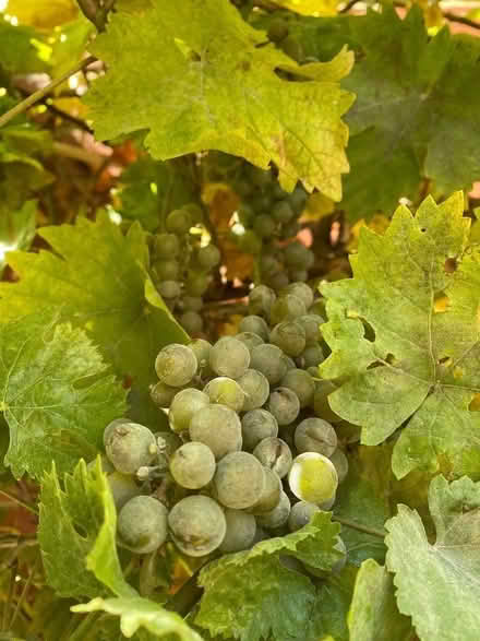 Photo of free Grapes (Stony Stratford MK11) #1