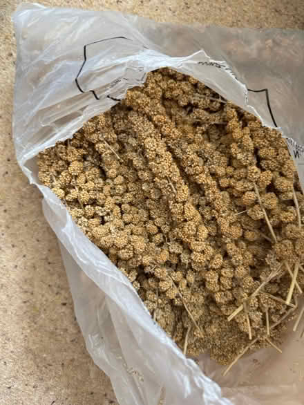 Photo of free Bag of millet for birds (Lordswood ME5 8) #1