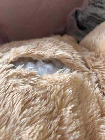 Photo of free Huge teddy bear (Rushwick WR2) #2