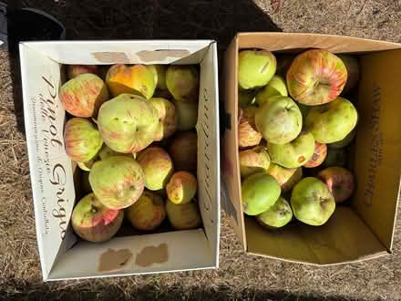 Photo of free Gravenstein apples (Kirkland) #1
