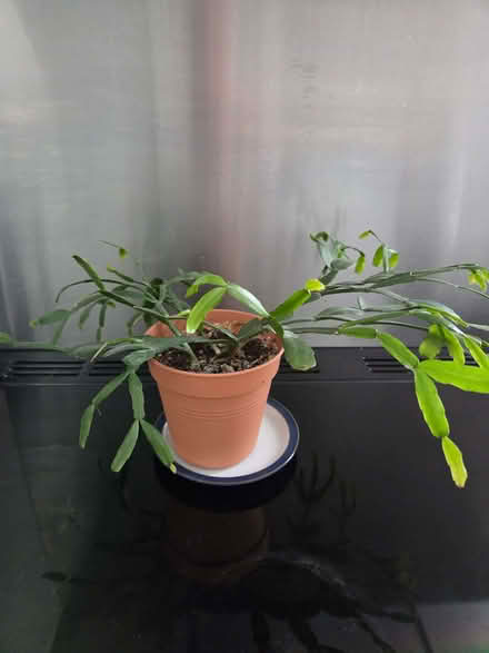 Photo of free Cactus plant (Duffield DE56) #1
