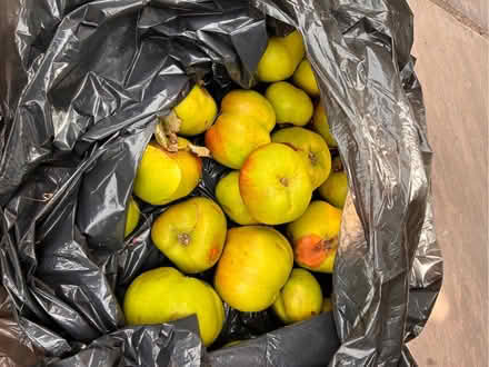 Photo of free Any use - Fallen apples beginning to rot (Frankby CH48) #1