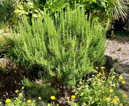 Photo of free Fresh rosemary cuttings. (Ifton Heath SY11) #1