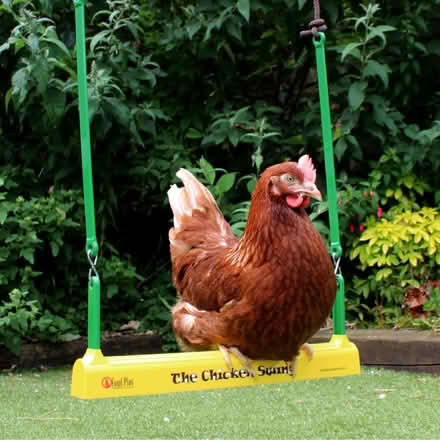 Photo of free Chicken swing (Borough Green TN15) #1