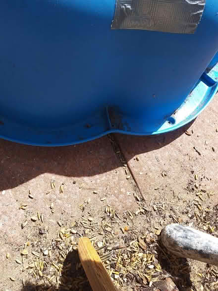 Photo of free Dog paddling pool (Burnham on sea Central TA8) #3