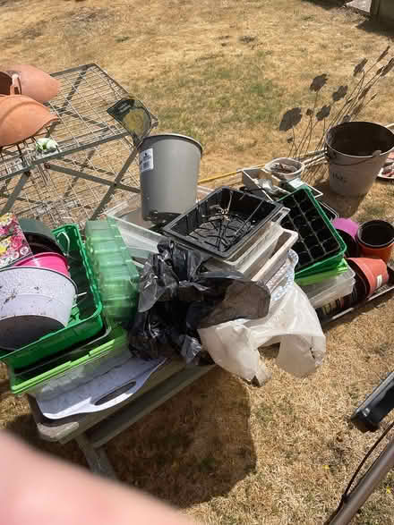 Photo of free Contents of greenhouse (Wombourne) #4
