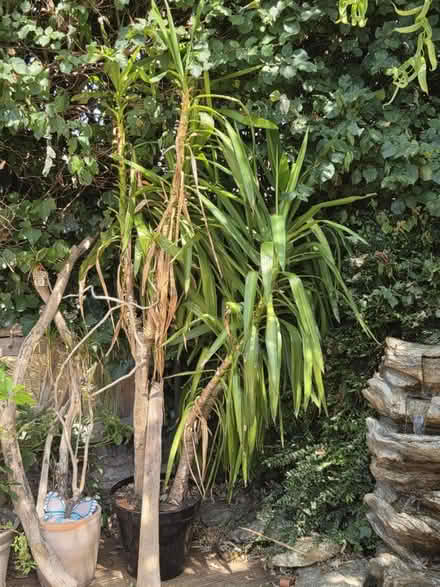Photo of free Tropical tree (North Petherton TA6) #1
