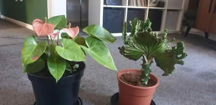 Photo of free 2 x Plants (CM15) #1