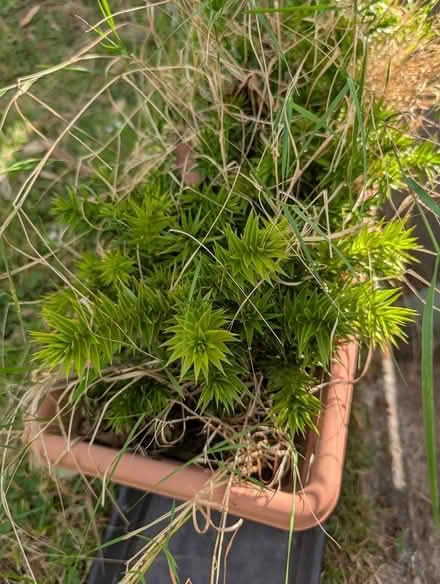 Photo of free Small Monkey trees (Higher Blackley M9) #1
