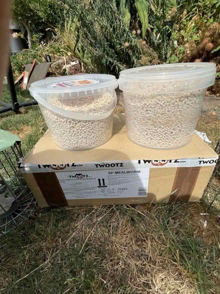 Photo of free Bird food- suet pellets, feeders and pole (Pollards Hill SW16) #2