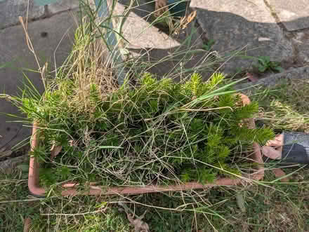 Photo of free Small Monkey trees (Higher Blackley M9) #2