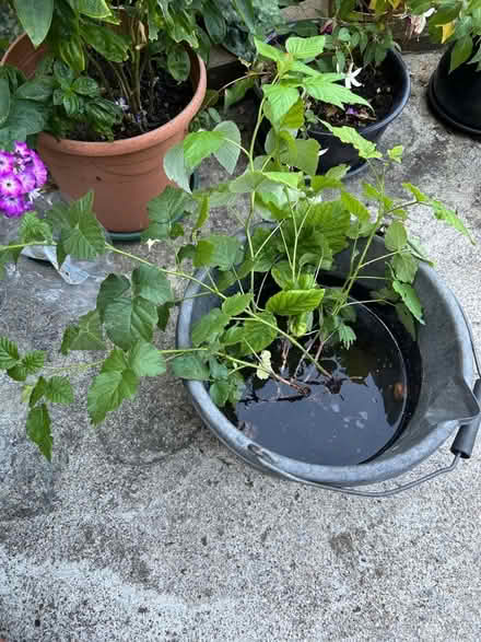 Photo of free Raspberry and tayberry canes (Hollingdean BN1) #1