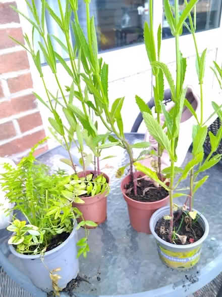 Photo of free Verbena bonierensis (Middleton M24) #1