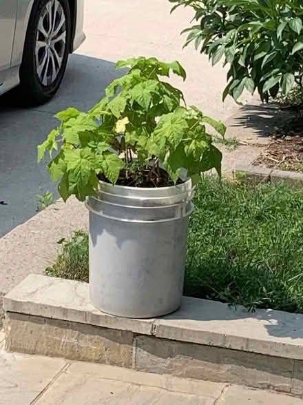 Photo of free Wild raspberry tree (Keele/Lawrence) #1