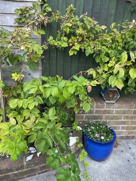Photo of free Raspberry and tayberry canes (Hollingdean BN1) #2