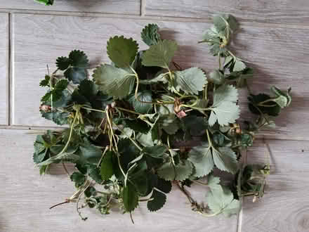 Photo of free Strawberry runners (OX3 Wood Farm) #1